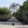 Lei Sierpruim (Prunus cer. Nigra)